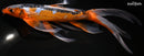9.75" SHUSUI BUTTERFLY