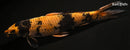 12" KIN HI UTSURI