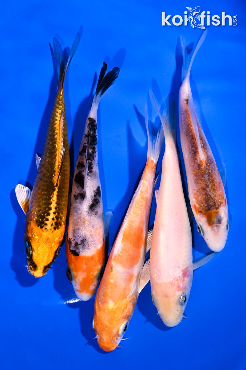 PACK OF (5) 4.5-6" STANDARD KOI