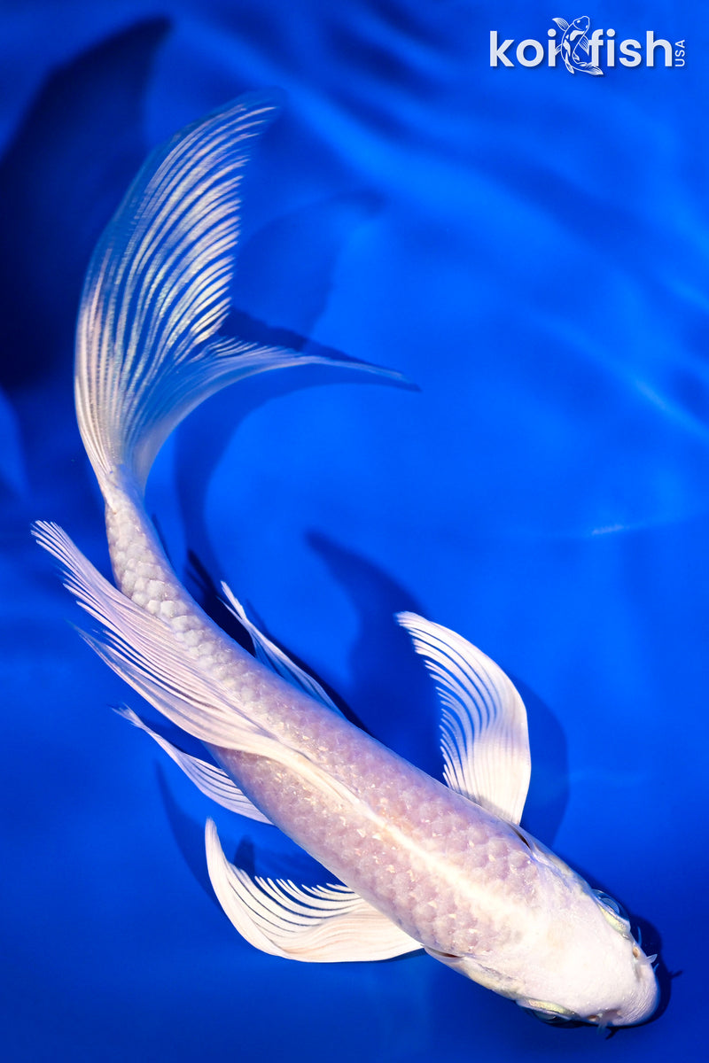 5.75" PLATINUM OGON BUTTERFLY