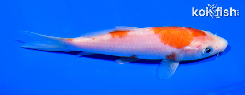 5.25" KOHAKU