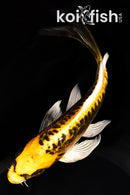 6.75" ARAGOKE KIN KIKOKURYU BUTTERFLY