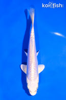6" DOITSU PLATINUM OGON
