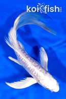 8" GINRIN ARAGOKE PLATINUM OGON BUTTERFLY