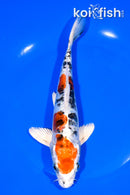 7.75" ARAGOKE HEISEI NISHIKI