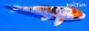 5.5" ARAGOKE HEISEI NISHIKI