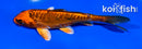 4.5" ARAGOKE KIN ORENJI MATSUBA