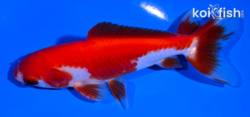 4.25" SARASA WAKIN GOLDFISH