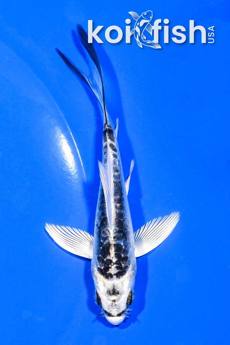 4" ARAGOKE KIKOKURYU BUTTERFLY