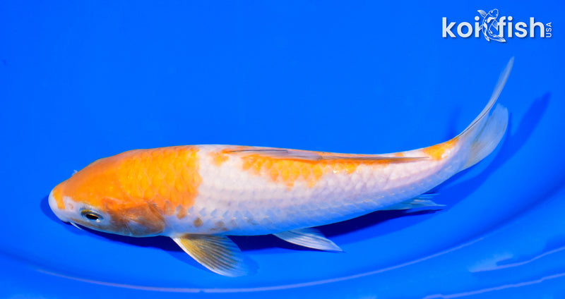 7.5" OCHIBA SHIGURE