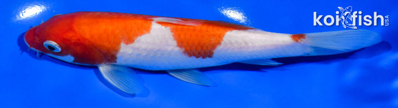 6.5" KOHAKU
