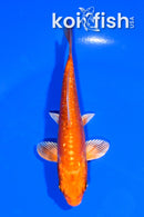 5" GINRIN ARAGOKE ORENJI OGON