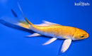4.75" YAMABUKI OGON BUTTERFLY