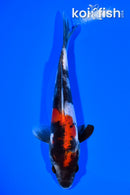 6.5" DOITSU SHOWA