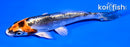 4.5" BENI KIKOKURYU