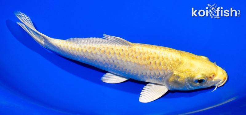 8" YAMABUKI OGON