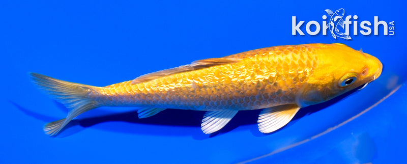 6.5" GINRIN YAMABUKI OGON