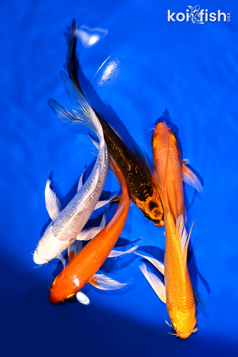 PACK OF (5) 4.5-6" BUTTERFLY KOI