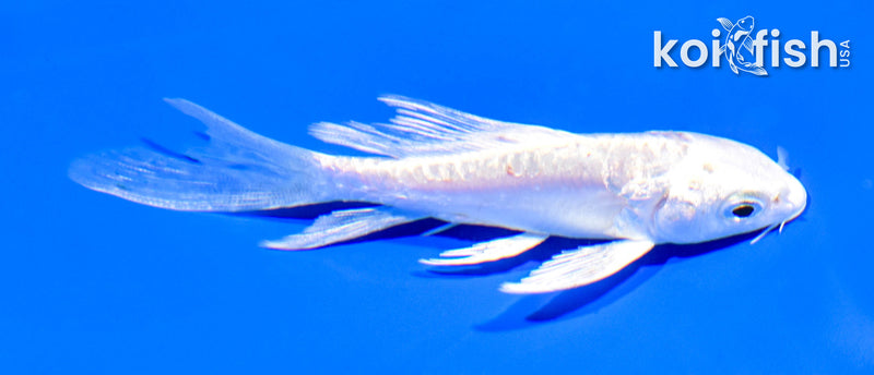 4.5" GINRIN ARAGOKE PLATINUM OGON BUTTERFLY
