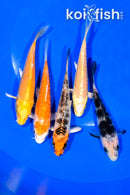 PACK OF (5) 3.75-4" MIXED STANDARD KOI