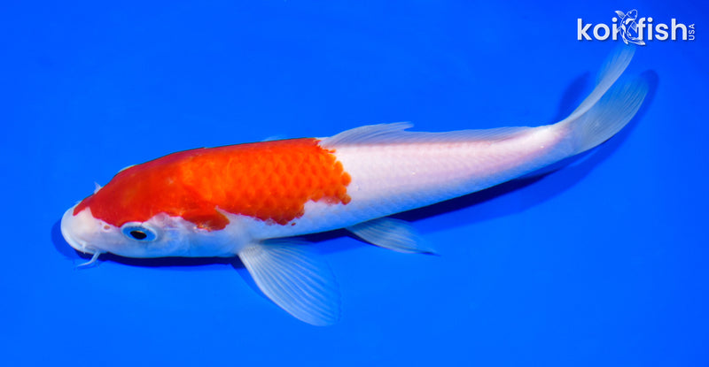 8.25" KOHAKU