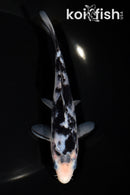 6" MATSUKAWABAKE