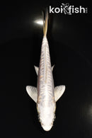 5" DOITSU PLATINUM OGON