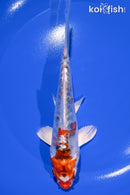 6.25" DOITSU KUJAKU