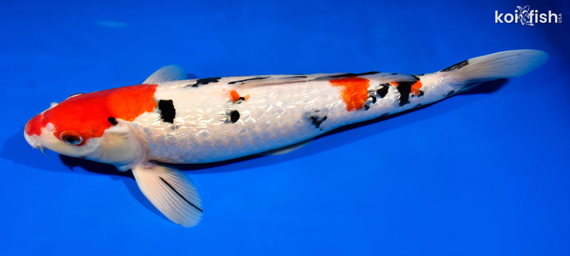 15.5" GINRIN SANKE
