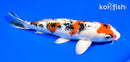 8" YAMATO NISHIKI