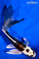 5.5" BENI GINGA BUTTERFLY