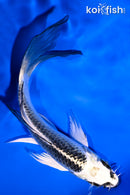 5.25" GIN MATSUBA BUTTERFLY