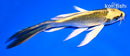 6" KI MATSUBA BUTTERFLY