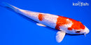 7.75" GINRIN HARIWAKE