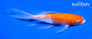 6" GINRIN KOHAKU BUTTERFLY