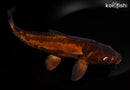 11.5" DOITSU CHAGOI