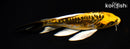 6.75" ARAGOKE KIN KIKOKURYU BUTTERFLY