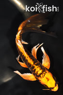 6.75" ARAGOKE BENI KIKOKURYU BUTTERFLY