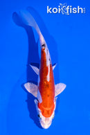 5.5" HEISEI NISHIKI