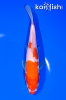 7.25" KOHAKU