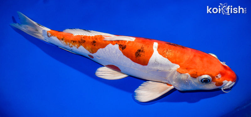 13.5" HEISEI NISHIKI
