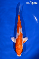 5.75" HARIWAKE