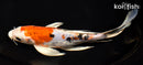9.5" ARAGOKE HEISEI NISHIKI BUTTERFLY