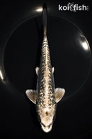 7.75" GINRIN KIKOKURYU