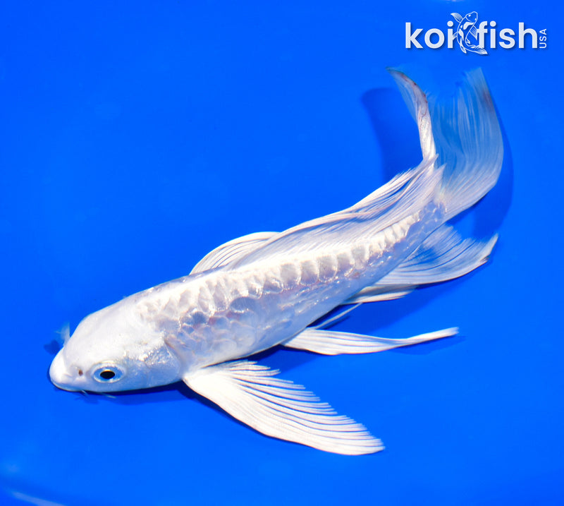 8" GINRIN ARAGOKE PLATINUM OGON BUTTERFLY