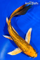 7" GINRIN ORENJI MATSUBA BUTTERFLY