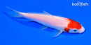 5.5" KOHAKU