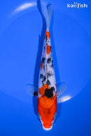 7.5" SANKE