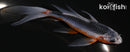 5" ASAGI BUTTERFLY