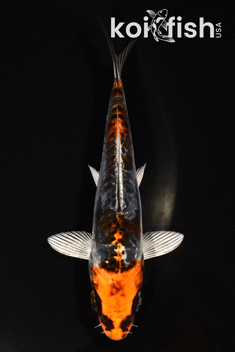 5" BENI KIKOKURYU